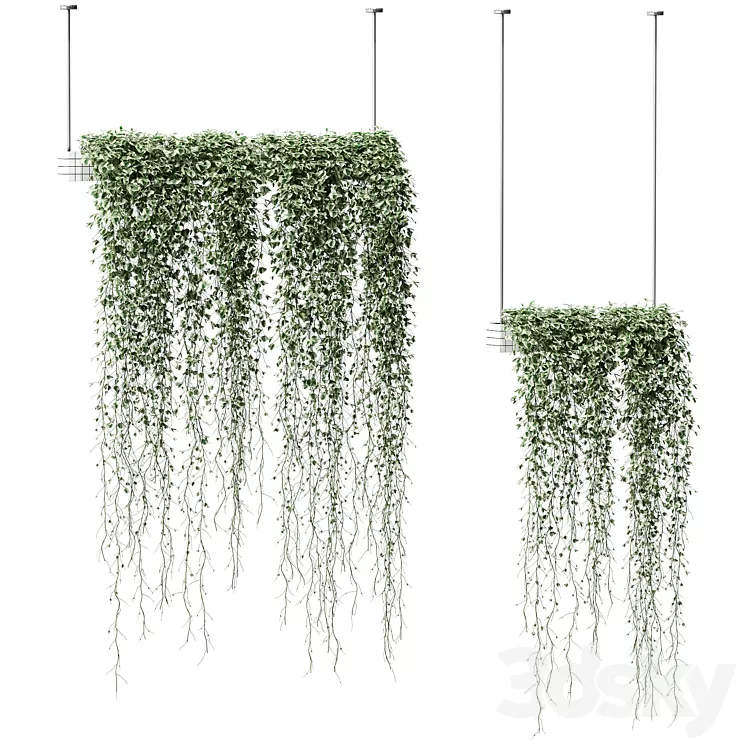 Plants in hanging pots. 2 models 3D Model