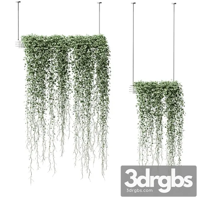 Plants in hanging pots. 2 models Plants in hanging pots. 2 models