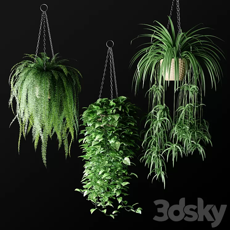 Plants in hanging wicker planters | Plants in Hanging Wicker Planters 3D Model