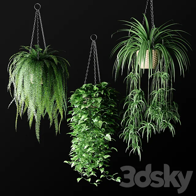 Plants in hanging wicker planters | Plants in Hanging Wicker Planters 3DModel