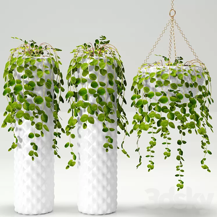 Plants in pots 3D Model Plants in pots 3D Model