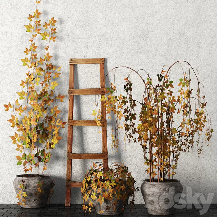Plants in pots. Autumn leaves hanging plants pot flowerpot outdoor 3D Model Plants in pots. Autumn leaves hanging plants pot flowerpot outdoor 3D Model