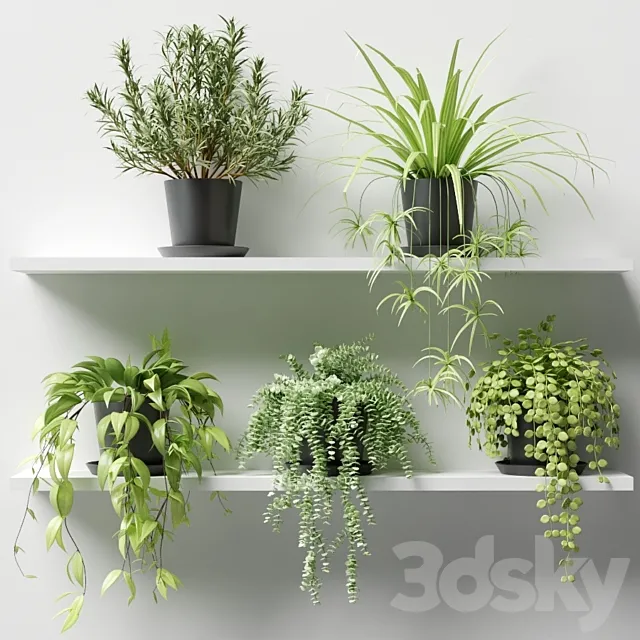 Plants in pots on a shelf 3D Model