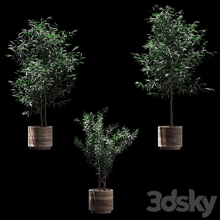 Plants in wooden pots. 3 models 3D Model