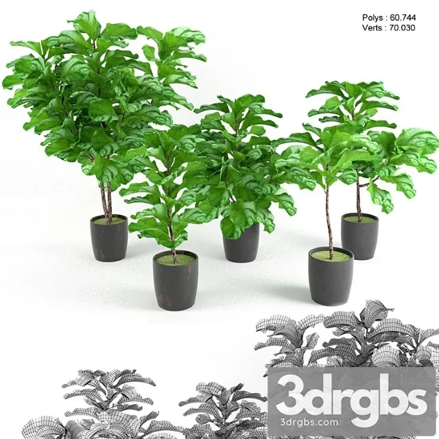 Plants Indoor Ficus lyrata Plants Indoor Ficus lyrata