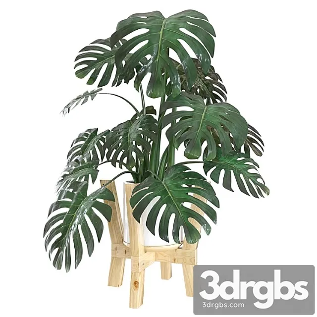 Plants Indoor Monstera Plants Indoor Monstera