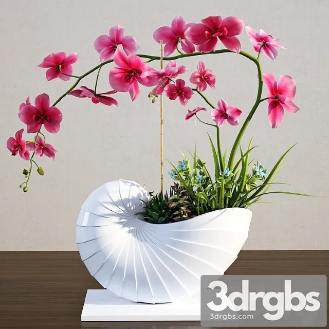 Plants Indoor Orchid Plants Indoor Orchid