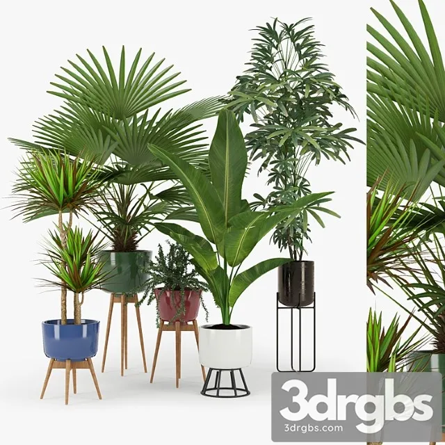 Plants Indoor Plant set 03 Plants Indoor Plant set 03