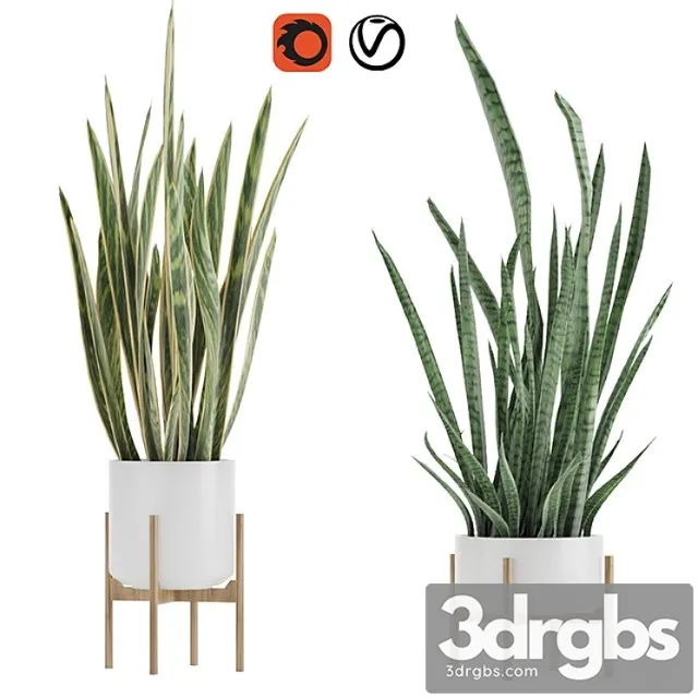 Plants Indoor Sansevieria 2 Plants Indoor Sansevieria 2