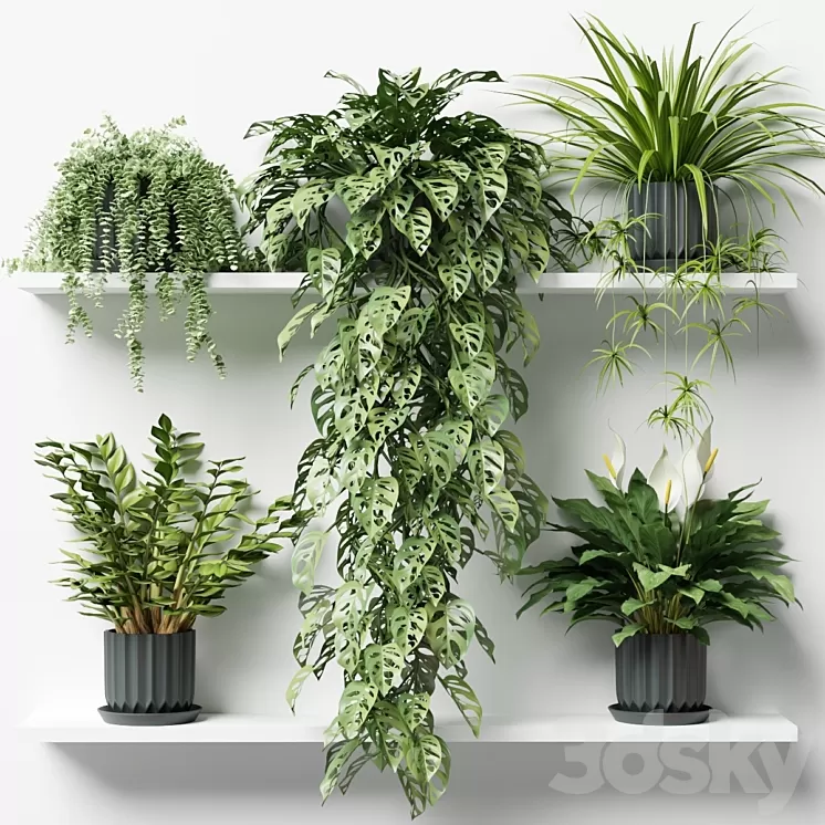 Plants on a shelf in ribbed pots 3D Model Free Download Plants on a shelf in ribbed pots 3D Model Free Download