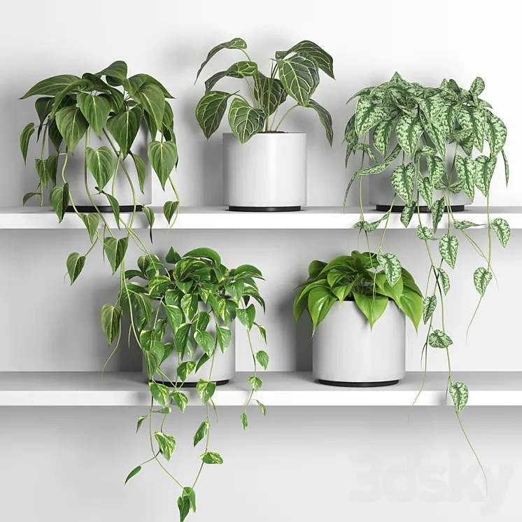plants on shelf 04 3D Model Free Download plants on shelf 04 3D Model Free Download