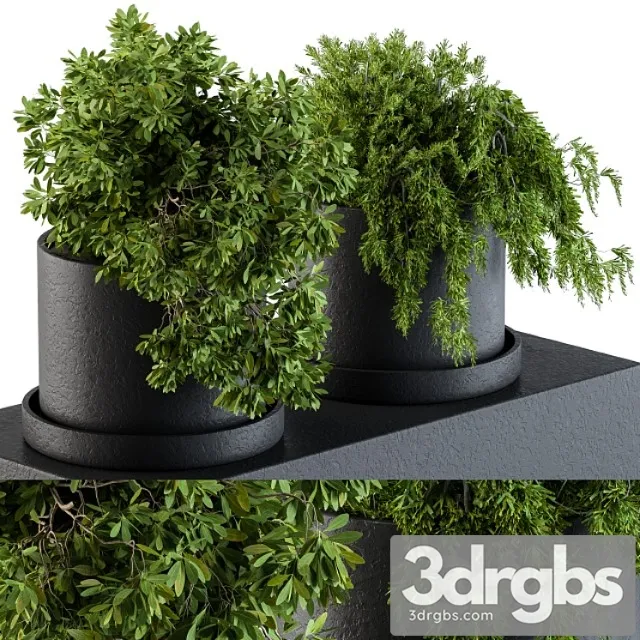 Plants set 47 Plants set 47