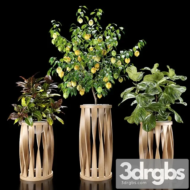 Plants set 5 (croton, ficus, limon) Plants set 5 (croton, ficus, limon)