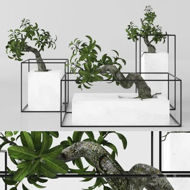 Plants tree 33 bonsai 3D Model Plants tree 33 bonsai 3D Model