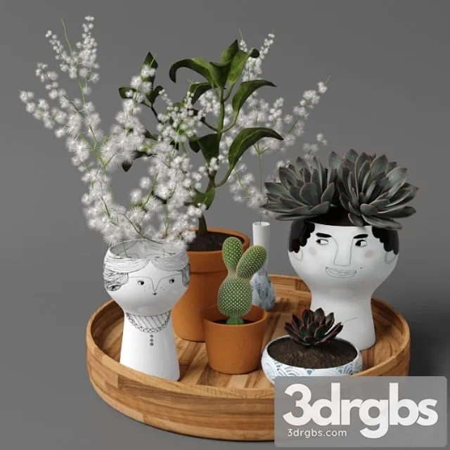 Plants tree 41 Plants tree 41