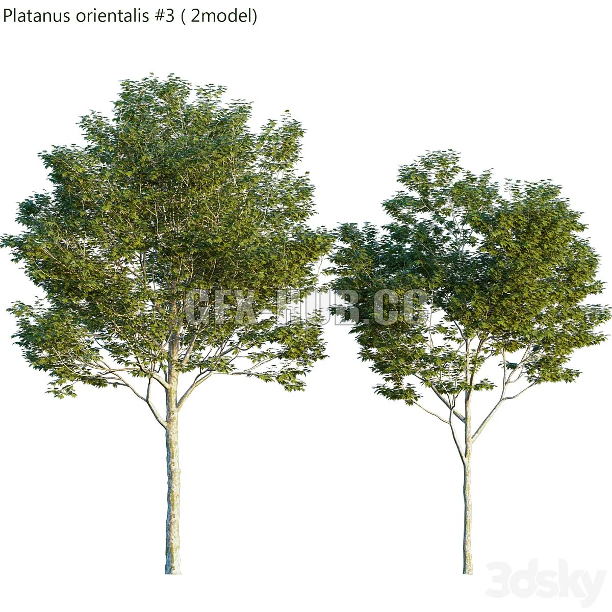 Platanus orientalis 3D Model