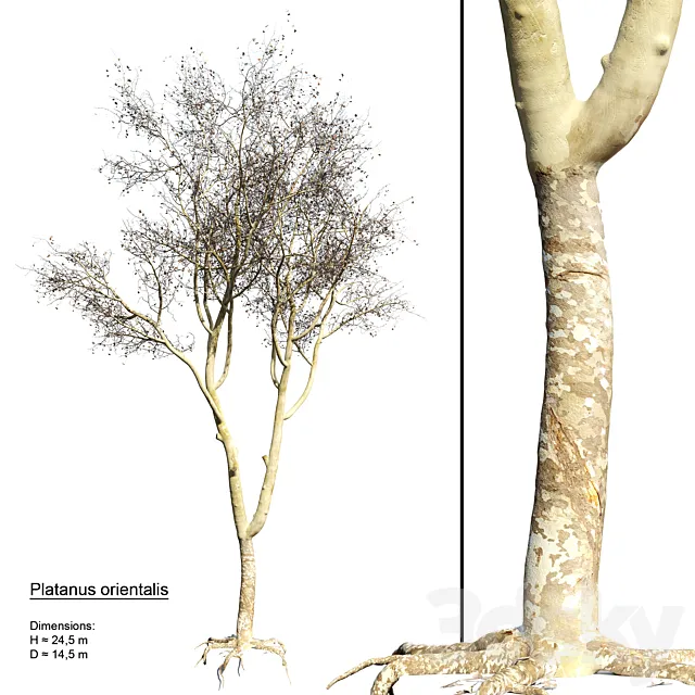 Platanus orientalis 3DModel Platanus orientalis 3DModel
