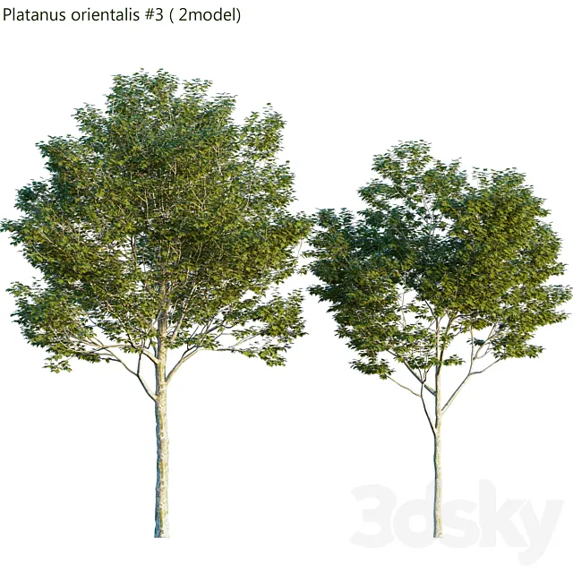 Platanus orientalis -Platanus acerifolia # 3 3DModel Platanus orientalis -Platanus acerifolia # 3 3DModel