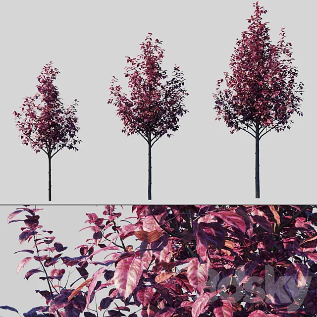 Plum Spread Pissardi _ Prunus Cerasifera Pissardii 3D Model Plum Spread Pissardi _ Prunus Cerasifera Pissardii 3D Model