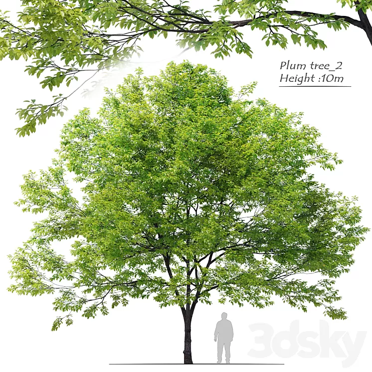 Plum tree_02 3D Model