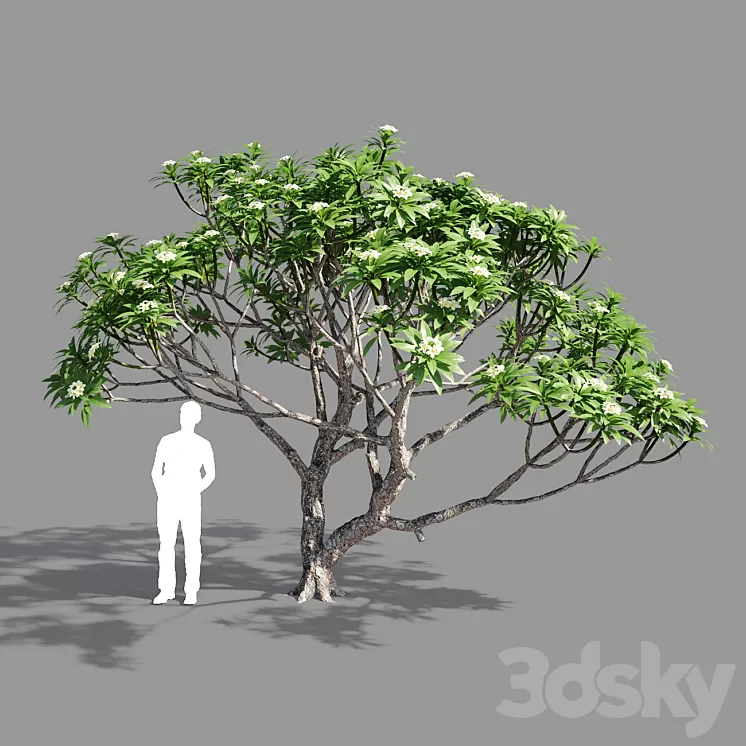 Plumeria 2 3D Model