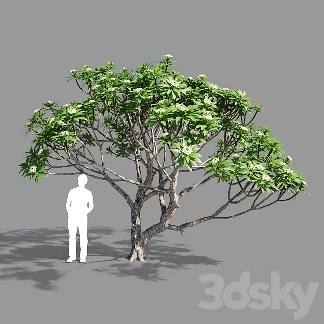 Plumeria 2 3DModel