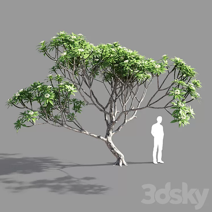 Plumeria 3 3D Model