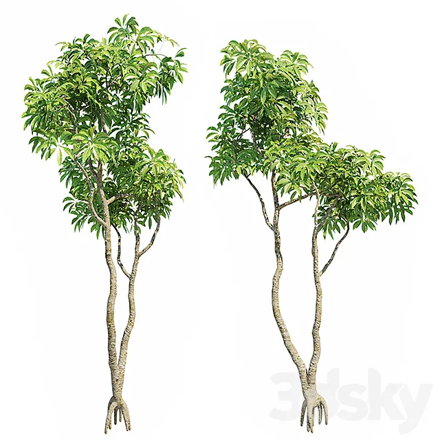 Plumeria Big 3D Models 3D Model