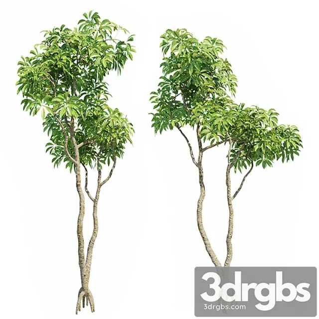 Plumeria big 3d models