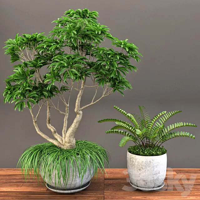 Plumeria Frangipane Tree 3D Model Plumeria Frangipane Tree 3D Model