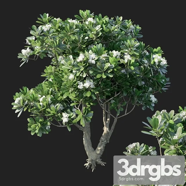 Plumeria Obtusa 1 3D Model Download