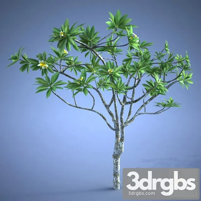 Plumeria Plant 3D Model Download