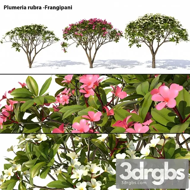 Plumeria Rubra Frangipani Tree 3D Model Download