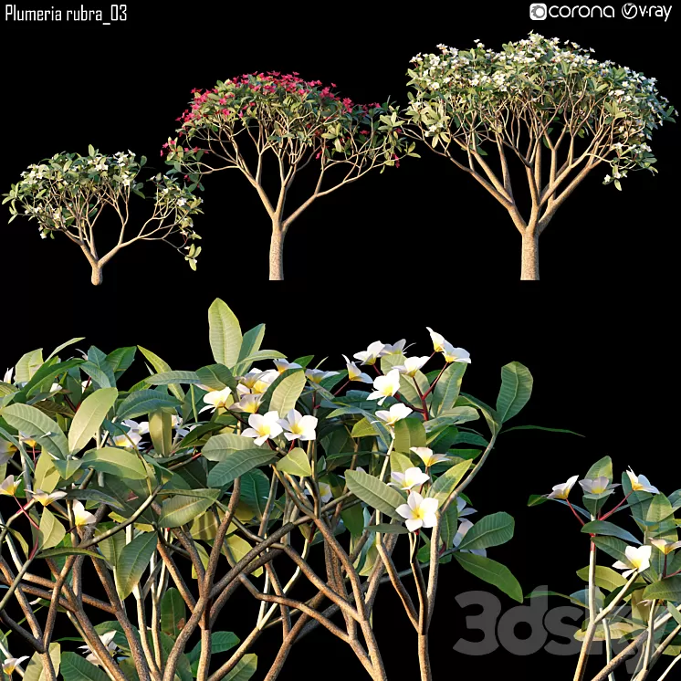 Plumeria rubra_03 3D Model