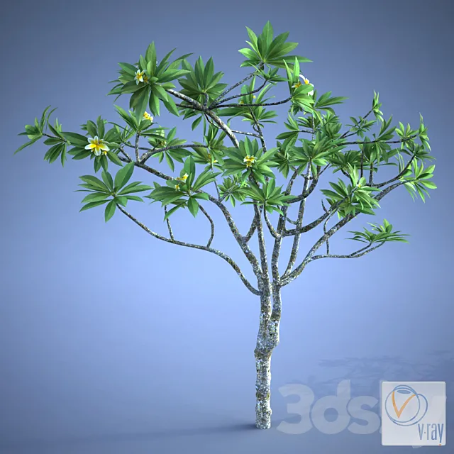 Plumeria_plant 3DModel Plumeria_plant 3DModel