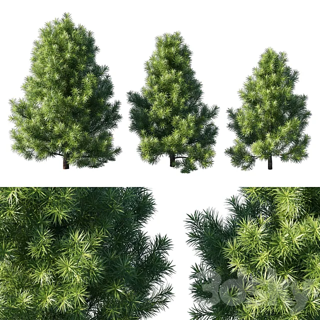 Podocarpus macrophyllas 02 3D Model