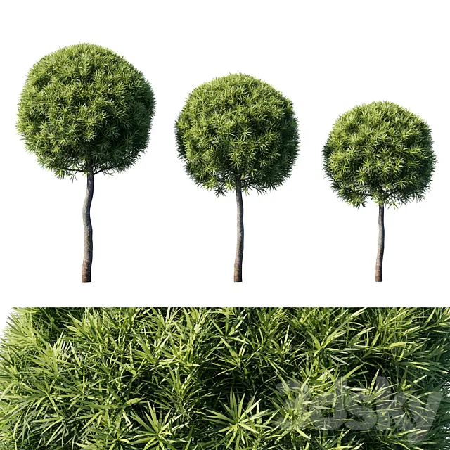 Podocarpus macrophyllas 04 3D Model