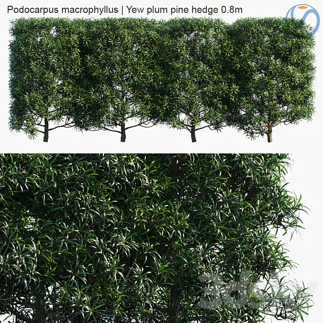 Podocarpus macrophyllus | Yew plum pine hedge 0.8m 3D Model Podocarpus macrophyllus | Yew plum pine hedge 0.8m 3D Model