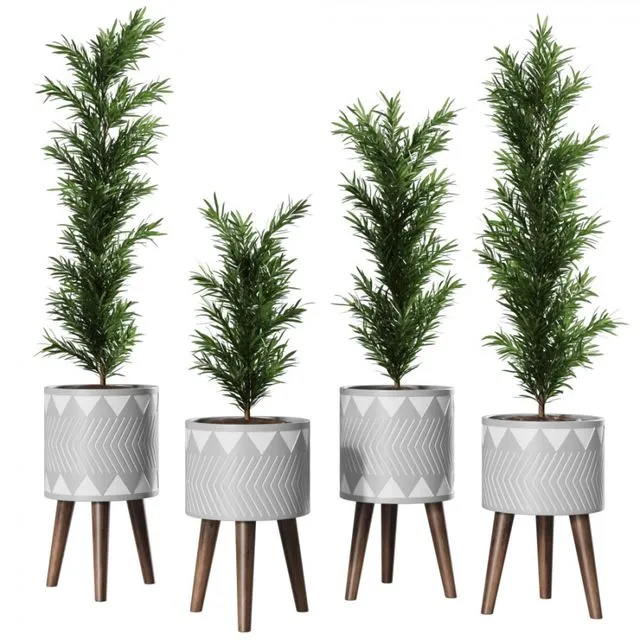 Podocarpus Vase Plant 3D Model