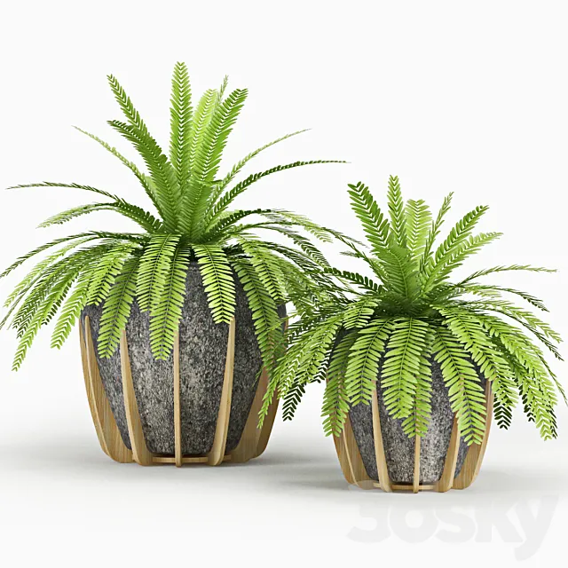 Polypodiophyta 3DModel Polypodiophyta 3DModel
