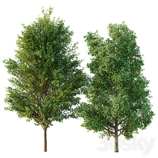 poplar 2 trees 3D Model poplar 2 trees 3D Model