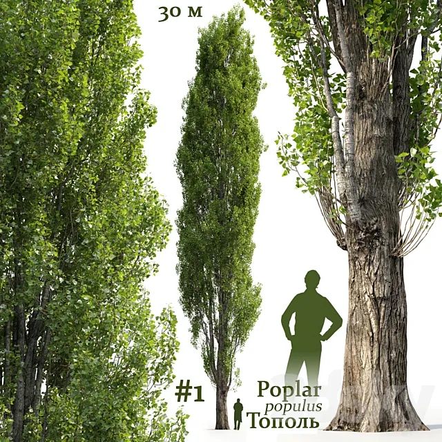 Poplar _ Populus #1 3DModel