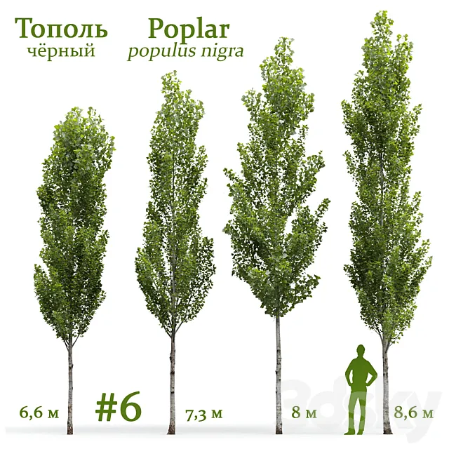 Poplar _ Populus nigra #6 3D Model