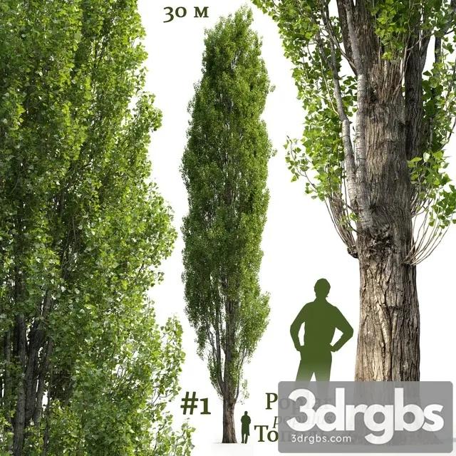 Poplar Populus 1 3D Model Download