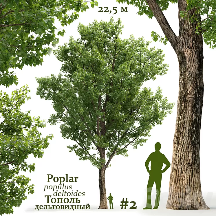 Poplar / Populus deltoides #2 3D Model
