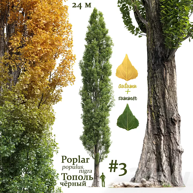 Poplar / Populus nigra #3 3D Model