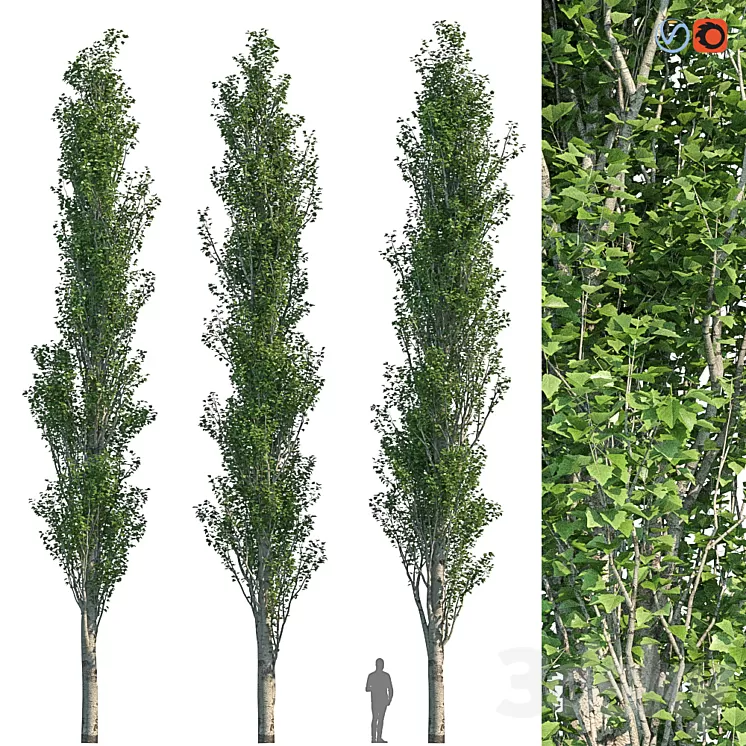 Poplar Pyramidal 15m Summer 3D Model