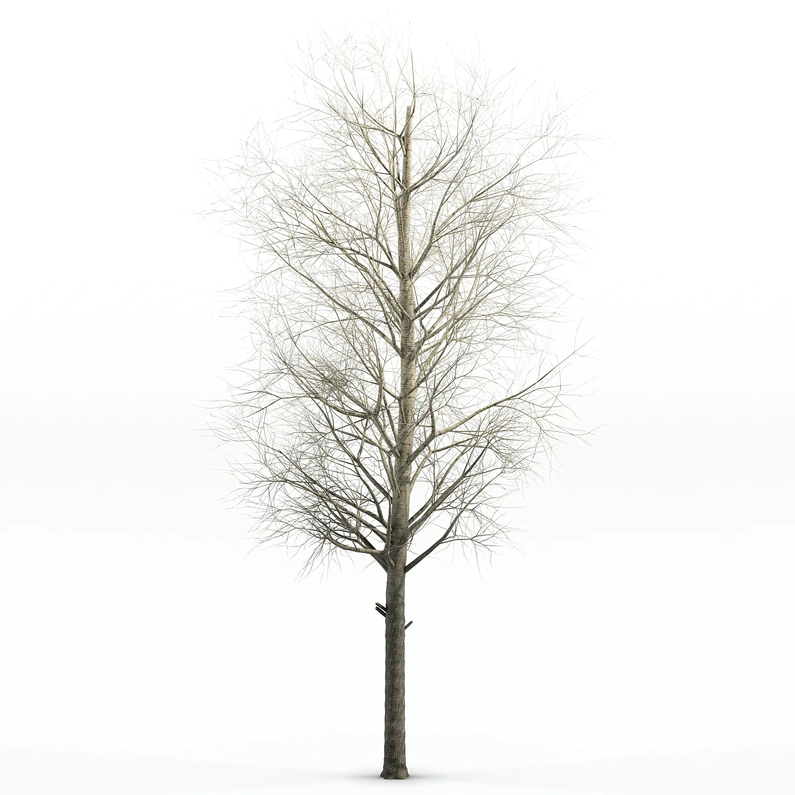 Poplar Siberian tree 3D Model Poplar Siberian tree 3D Model
