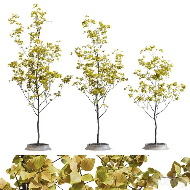 Poplar young 3D Model Poplar young 3D Model