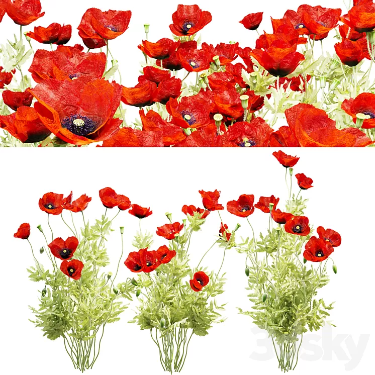 Poppy field 3D Model